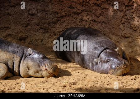 Pygmy hippopotamus, Choeropsis liberiensis or Hexaprotodon liberiensis at Zoo Bioparc Fuengirola, Málaga, Spain. Stock Photo