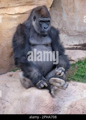 Western lowland gorilla (Gorilla gorilla gorilla). Zoo Bioparc Fuengirola, Málaga, Spain. Stock Photo