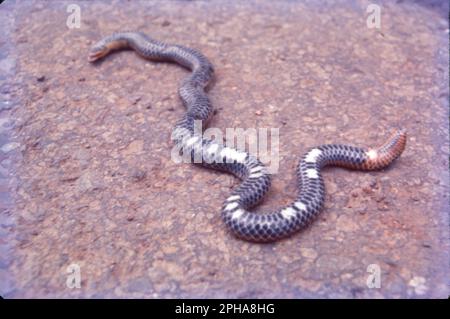 spectacled cobra (Naja naja), saw-scaled viper (Echis carinatus), Russell's viper (Daboia russelii) and common krait (Bungarus caeruleus). Stock Photo