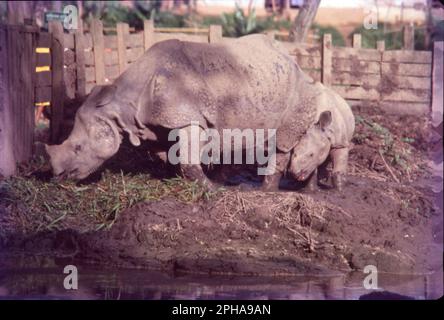 rhinoceros plural pronunciation