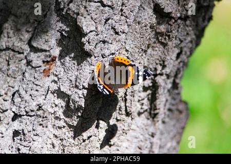 Red Admiral (Vanessa Atalanta) butterfly with black wings on a tree i sunny day Stock Photo