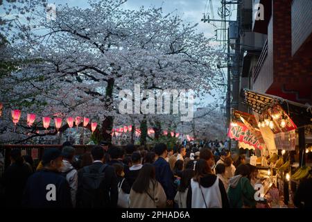 Tokyo, Japan. 27th Mar, 2023. People view cherry blossoms along the Meguro River in Tokyo, Japan, March 27, 2023. Credit: Zhang Xiaoyu/Xinhua/Alamy Live News Stock Photo