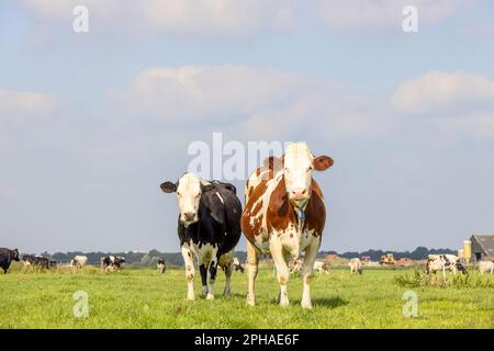 2 cows black red and white, standing full length upright side by side in a field, looking curious, multi color diversity Stock Photo