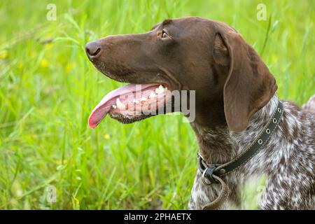 A beautiful Drathaar dog with tongue out on a green meadow at summer day. Concentrated anxious gun dog face. A German hound. A large breed of hunting Stock Photo
