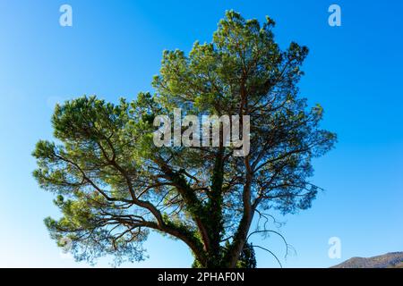 Mediterranean Umbrella Tree or Stone Pine and Mountain and Blue Clear Sky in Morcote, Ticino, switzerland. Stock Photo