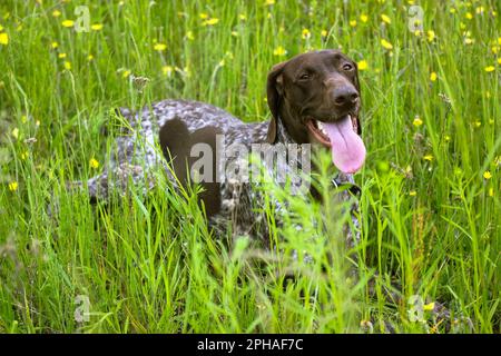 A Deutsch kurzhaar dog in green meadow among wildflowers at spring day. A large active breed of hunting dogs. Canine animal pet with tongue out. Germa Stock Photo