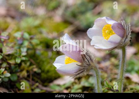 Anemone di primavera Stock Photo