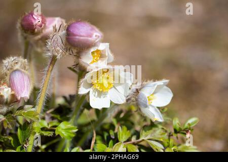 Anemone di primavera Stock Photo