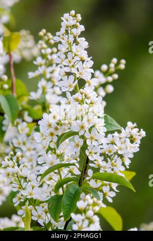 bird cherry Stock Photo