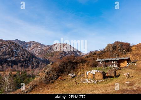 Young goats walk next to haystacks and a village house in the mountains with snow in Altai in autumn. Stock Photo