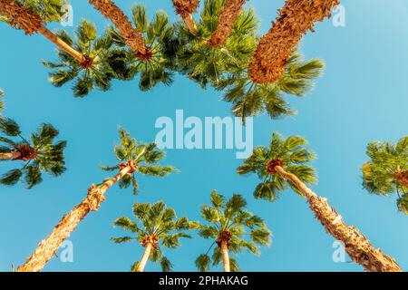Looking up at palm trees, view from bottom, tropical travel and tourism background Stock Photo