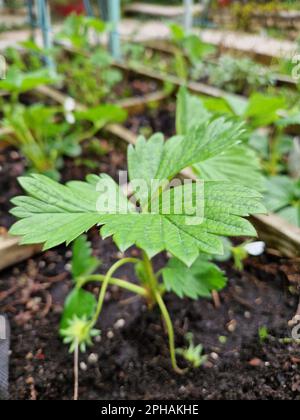 Early spring garden works, Bron, France Stock Photo - Alamy