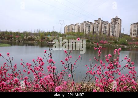 YICHANG, CHINA - MARCH 26, 2023 - A residential complex is seen next to peach blossoms in full bloom in Shahe Wetland Park in Yichang, Hubei province, Stock Photo