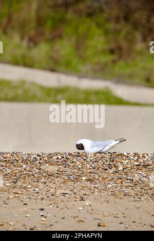Black-headed Gull sitting on the beach preening itself. Stock Photo