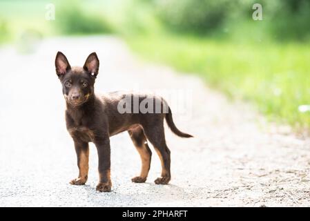 brown australian kelpie puppy standing at attention in a show stance on an outdoor path, the puppy observes the surroundings and waits for the owner Stock Photo