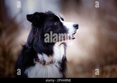 portrait of a black and white border collie, breeding dog looking into the distance outside on a meadow near the forest, a beautiful mighty show dog Stock Photo