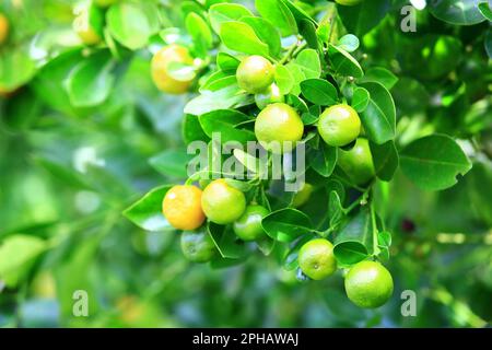 Round Kumquat fruits growing on the branches in the plantation at a sunny day Stock Photo