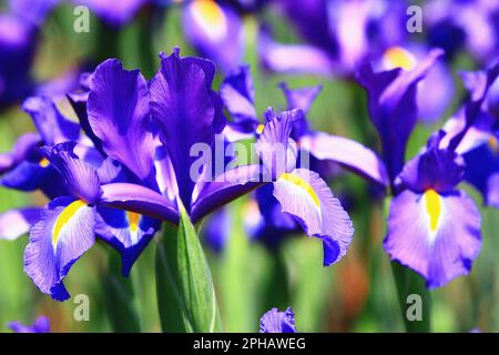 blooming Iris(Flag,Gladdon,Fleur-de-lis) flowers,close-up of beautiful colorful Iris flowers blooming in the garden at sunny day Stock Photo