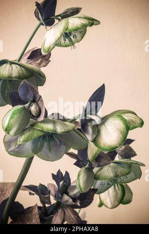 An artistic impression of Hellebore flowers Stock Photo