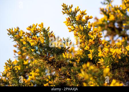 yellow gorse blooms in spring Stock Photo