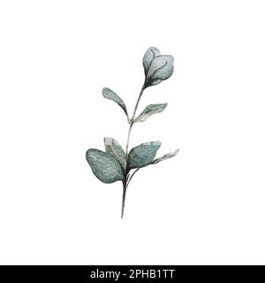 watercolor illustration of eucalyptus branch Stock Photo