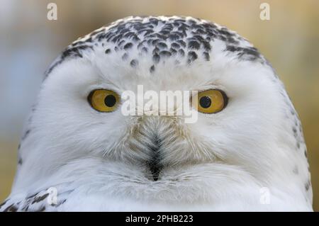 Close-up view of a Snowy Owl (Bubo scandiacus) Stock Photo