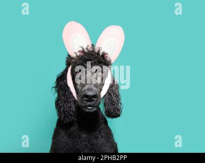 Funny pet dog celebrating happy easter with pink ears bunny. Isolated on blue background Stock Photo