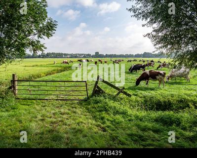 Herd of Friesian Holstein and Red-White diary cows grazing on green meadow in polder near Langweer, Friesland, Netherlands Stock Photo