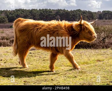 Scottish highland cow, young with long hair and horns, walking in nature reserve Westerheide near Hilversum, het Gooi, Netherlands Stock Photo