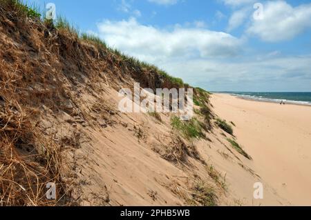 Grass-covered sand dunes overlook Greenwich Beach and the Gulf of St. Lawrence in Prince Edward Island National Park in Canada. Stock Photo