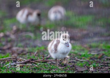 London, UK.  27 March 2023.  UK Weather – Egyptian Goose goslings explore their surroundings in St. James’s Park.  Credit: Stephen Chung / Alamy Live News Stock Photo