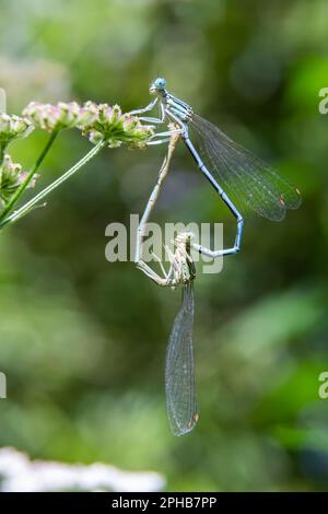 Close-up of two Feather Dragonflies Platycnemis pennipes mating, forming a heart with their bodies, on green grass. Stock Photo