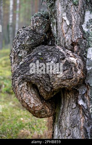 A large growth of suvel on a birch in the forest. Stock Photo