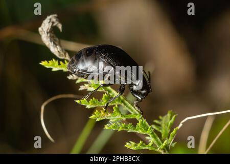 Bug sits on a leaf. Insecta Coleoptera Chrysomelidae Galeruca tanaceti female, summer day in natural environment. Stock Photo