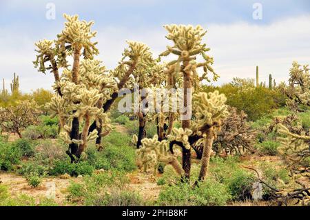 Cholla cactus Sonora desert mid summer on a cloudy day Stock Photo