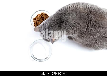 British adult fat cat eats dry food from a transparent bowl. Nearby is a bowl of water. White background Stock Photo