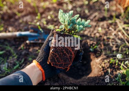 Planting Blue star juniper into soil. Groundcovering evergreen ready for transplanting in spring garden. Gardener checking healthy root system. Stock Photo