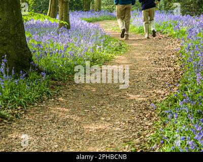 two people walk along a winding path through an English bluebell wood in spring. Staffhurst Woods in Kent Stock Photo
