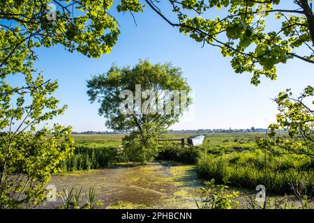 Spring view through trees to drainage dykes, water meadows and Walberswick beyond. Near Southwold in Suffolk England Stock Photo