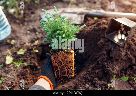 Planting Boulevard Cypress into soil. Small evergreen conifer with healthy roots ready for transplanting in spring garden. Digging hole with shovel Stock Photo