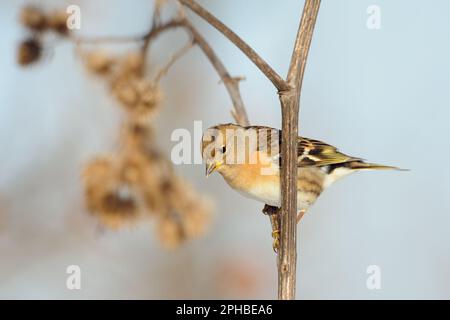 typical migratory bird, winter visitor in Germany... Brambling ( Fringilla montifringilla ) Stock Photo
