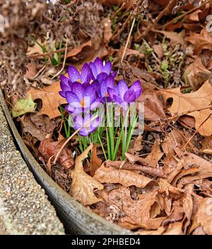 The first sign of Spring, a bouquet of purple crocus. Coming up from the leaves.In the iris family, are cultivated for their showy, solitary flowers. Stock Photo