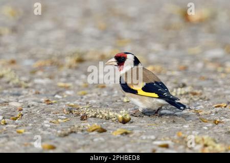 in search of food... Goldfinch ( Carduelis carduelis ) feeds on the seeds of a black poplar. Stock Photo