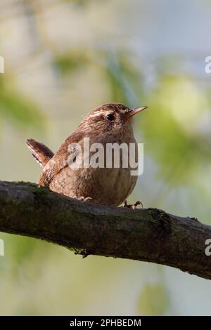 cheeky fellow... Wren ( Troglodytes troglodytes ), little king of the woods Stock Photo