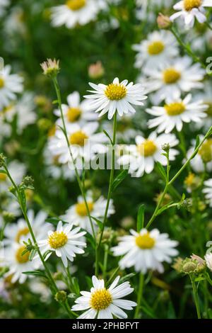 Kalimeris incisa Alba, Japanese aster Alba, sprays of white, daisy-like flowerheads, golden-yellow centres Stock Photo