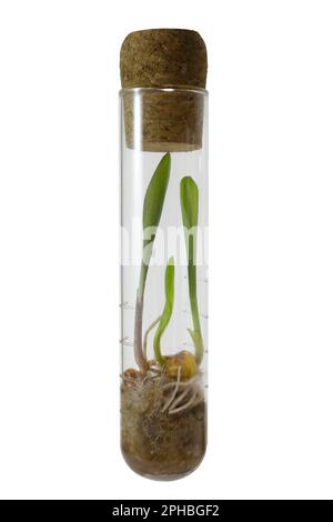 Small sprouts of corn growing in a glass test tube, isolated object on a white background Stock Photo