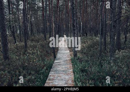 Wooden path leading through the swamp and forest in a natural park. Autumn forest landscape Stock Photo