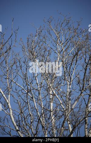 A tree in the spring without leaves against a clear blue sky Stock Photo