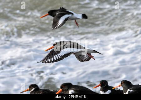 Two common pied oystercatchers (Haematopus ostralegus) landing in Eurasian oystercatcher flock resting on beach along the North Sea coast in spring Stock Photo