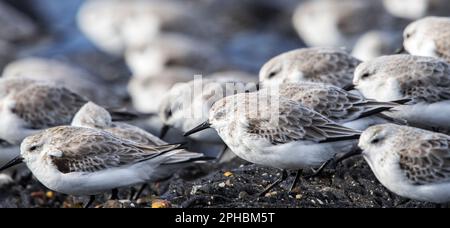 Flock of sanderlings (Calidris alba) migratory birds in non-breeding plumage resting on rocky shore in early spring Stock Photo